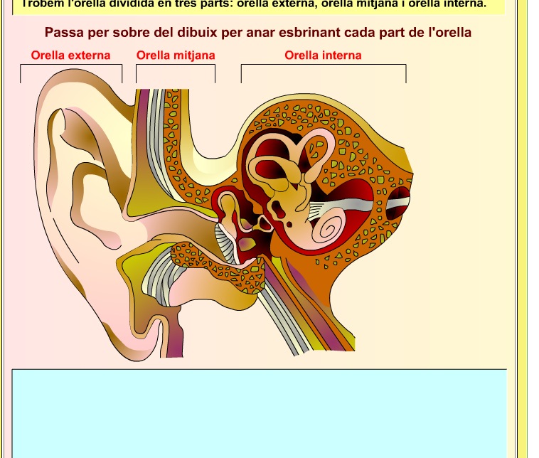 El sentit de l'oïda | Recurso educativo 38479