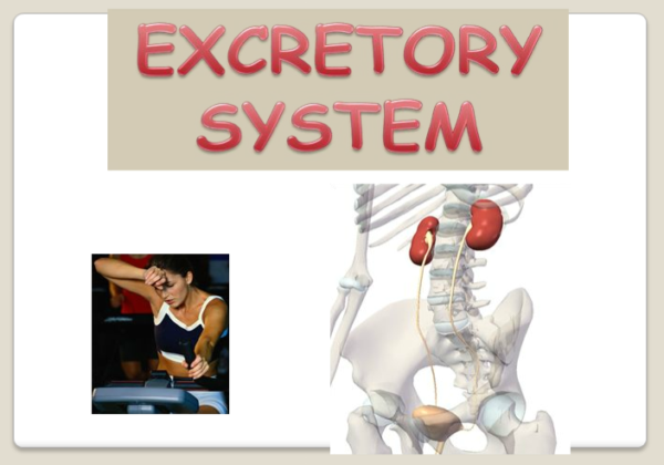 The excretory system | Recurso educativo 40394