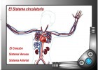 Sistema Circulatorio | Recurso educativo 41378