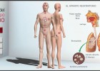 Atlas de anatomía del cuerpo humano | Recurso educativo 43258