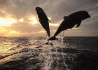 Fotografía: cuantificación de delfines y suma | Recurso educativo 47108