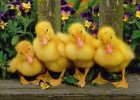 Fotografía: patos para contar y restar | Recurso educativo 48146