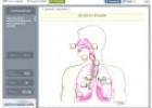 Aparell respiratori | Recurso educativo 59996