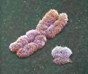Herencia cromosómica | Recurso educativo 60225