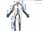 Main veins of the human body | Recurso educativo 60345