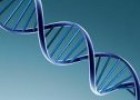 El ADN como sustancia responsable de la herencia | Recurso educativo 61466