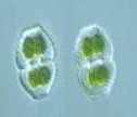 Las algas eucariotas | Recurso educativo 61975
