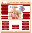 El cuerpo: aparatos digestivo, respiratorio y urinario | Recurso educativo 10918