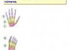 Huesos de la mano | Recurso educativo 3038