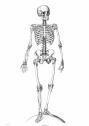 Il·lustració: imatge de l'esquelet humà | Recurso educativo 31642
