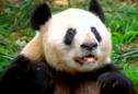 Sneezing Panda | Recurso educativo 4575