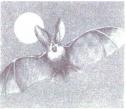 Lectura comprensiva: "El murciélago" | Recurso educativo 4905