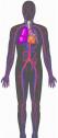 Anatomía humana: Sistema Cardiovascular | Recurso educativo 5480