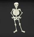 Vídeo: el esqueleto humano | Recurso educativo 6544