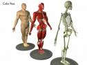 Vídeo: anatomía humana | Recurso educativo 6548