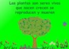 Las plantas | Recurso educativo 8494