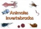 Animales invertebrados | Recurso educativo 8683