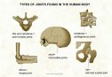 Types of joints | Recurso educativo 73221