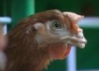 Vídeo sobre una granja avícola | Recurso educativo 74825
