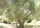 Olive tree | Recurso educativo 89062