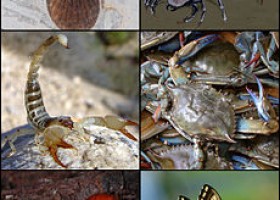 Arthropoda - Wikipedia, la enciclopedia libre | Recurso educativo 94799