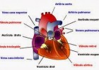 CIÈNCIES DE LA NATURALESA: Dissecció del cor | Recurso educativo 118465