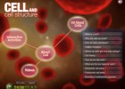 Cell and Cell Structure | Recurso educativo 675321