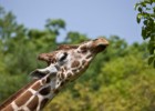 Giraffe Facts for Kids | Recurso educativo 676356