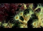 Ciclo biológico de los cnidarios I like the marine life. | Recurso educativo 682030