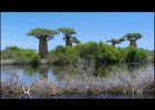 El baobab | Recurso educativo 682417