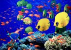 Comptar peixos de colors | Recurso educativo 684126