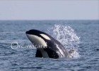 Orcas | Recurso educativo 684232