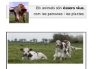 ELS ANIMALS (CICLE INICIAL) | Recurso educativo 685604