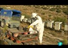 Un mundo sin abejas-TVE-'El Escarabajo Verde' | Recurso educativo 723870