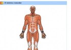 Sistema muscular humano | Recurso educativo 723942