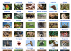 Principales caractererísticas del mundo animal | Recurso educativo 725065