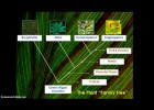 How did plants Evolve? | Recurso educativo 725478