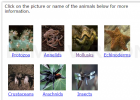 Invertebrates: Animals without Backbones | Recurso educativo 725504