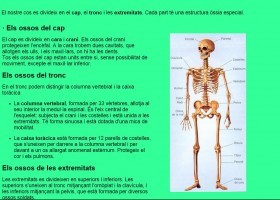 L'Aparell locomotor | Recurso educativo 727083