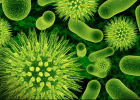 Biology4Kids.com: Microorganisms: Viruses | Recurso educativo 725643