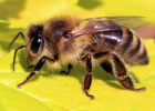 Honey bees | Recurso educativo 727444