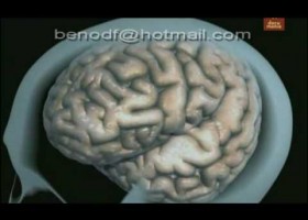Cervell i drogues | Recurso educativo 732666