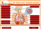 Aparatos digestivo, respiratorio y excretor humano | Recurso educativo 734177