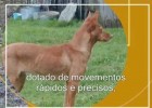 Razas de cans galegas | Recurso educativo 734662