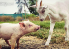 Empatía animal en las aulas: ¡súmate al cambio! | Recurso educativo 737006