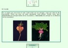 Características de las gimnospermas y angiospermas. | Recurso educativo 738095