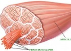 Les fibres musculars | Recurso educativo 739596