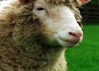 Cloning dolly the sheep | Recurso educativo 745477