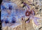 What sparked the Cambrian explosion? | Recurso educativo 750626