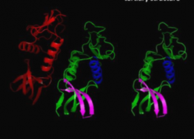 4 Types of Protein Structure | Recurso educativo 761027